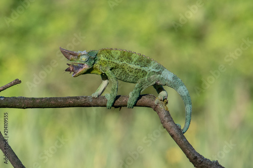 Chameleon Furcifer pardalis Ambolobe 2 years old, Madagascar endemic Panther chameleon in angry state, pure Ambilobe (Chamaeleoninae)