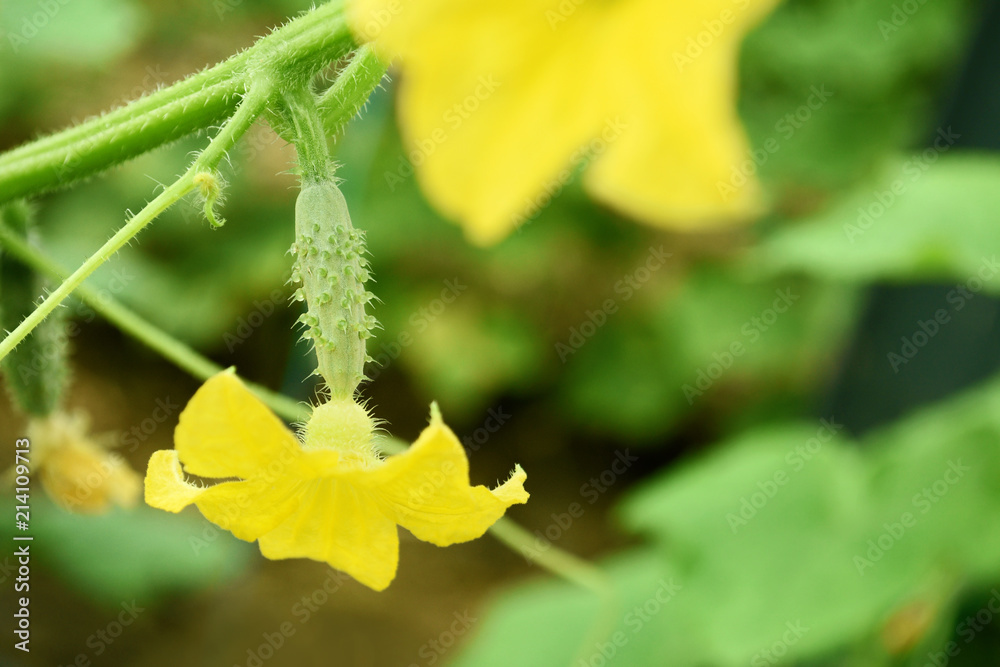 young cucumber on bush in greenhouse young cucumber on bush in greenhouse