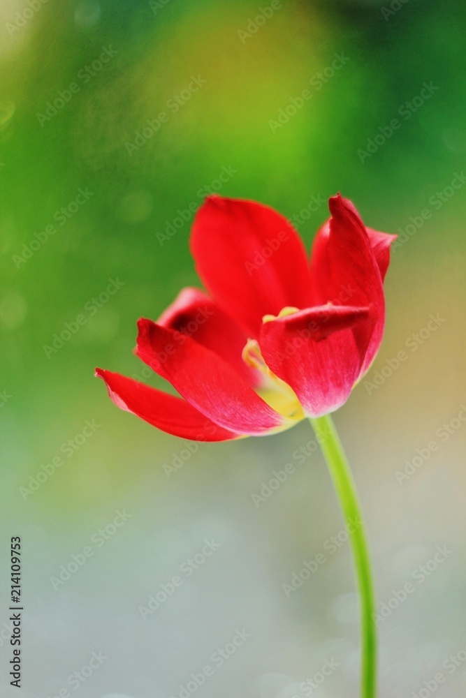 red tulip on the background after a rain red tulip on the background after a rain