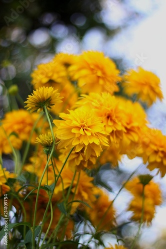 bright yellow flowers near a country house on a summer day © Kira