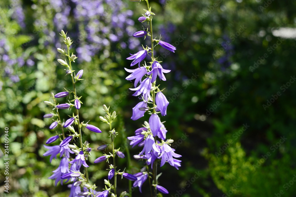 Campanula bononiensis with plenty purple - violet flowers Campanula bononiensis with plenty purple - violet flowers