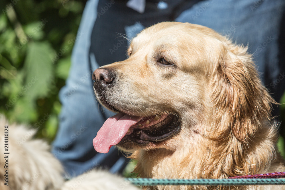 Portrait of golden retrievers dog walking in belgium Portrait of golden retrievers dog walking in belgium