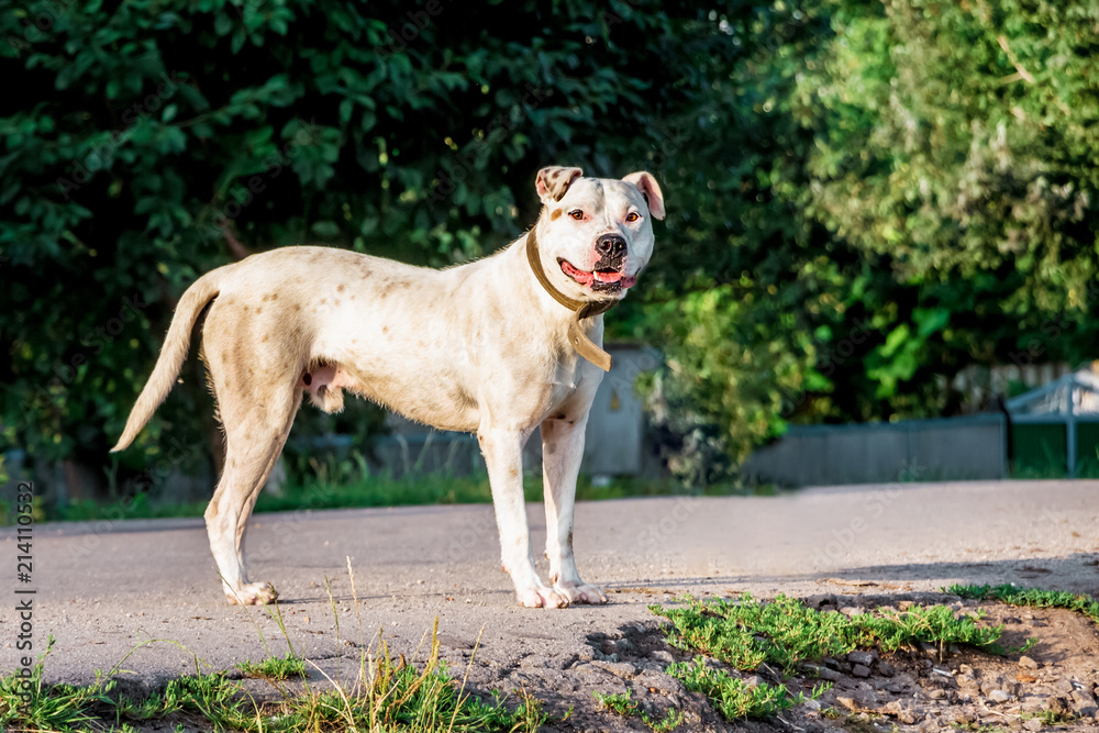 White dog breeds pitbull on a walk in the summer morning_