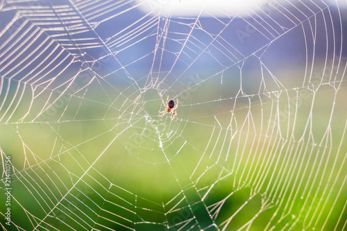 Spider web with a spider against the sunshine of a clear summer morning_