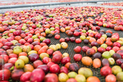 Dried coffee cherries,selective focus