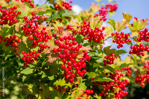 Red berries of guelder rose on the bush on a sunny summer day_