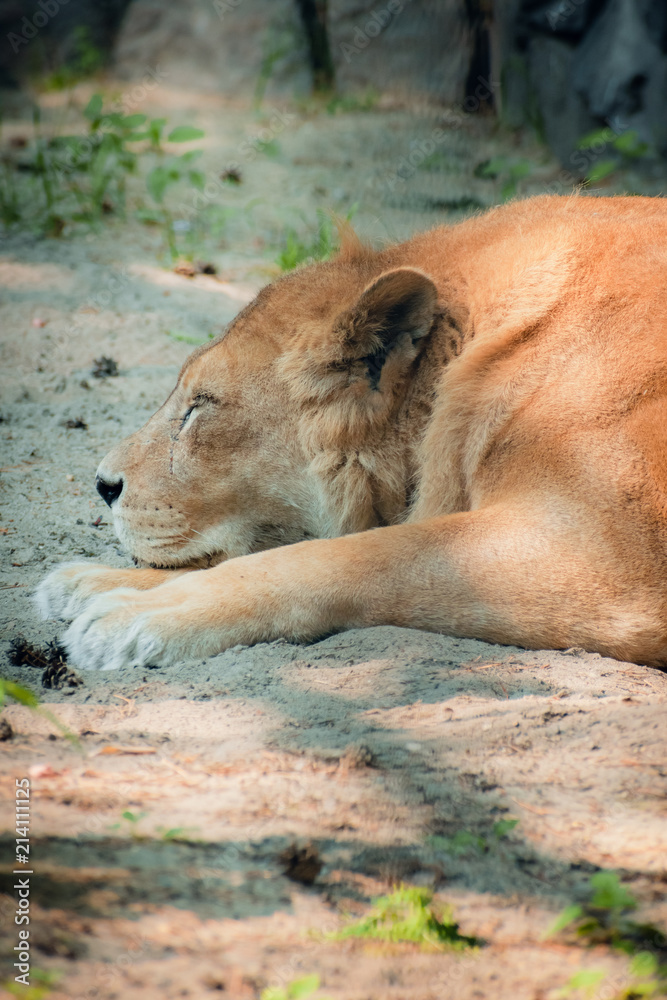 Portrait of a sleeping lion Portrait of a sleeping lion