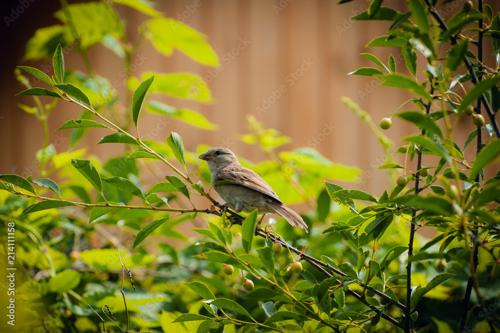 Little bird sitting on a branch of cherry Little bird sitting on a branch of cherry