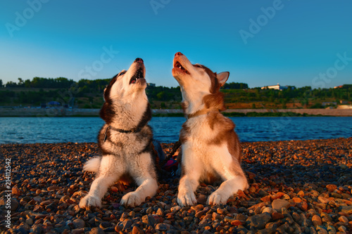 Couple cute husky dogs howl raising their muzzles up. Beautiful Siberian husky howling lying on river bank in rays setting sun. 