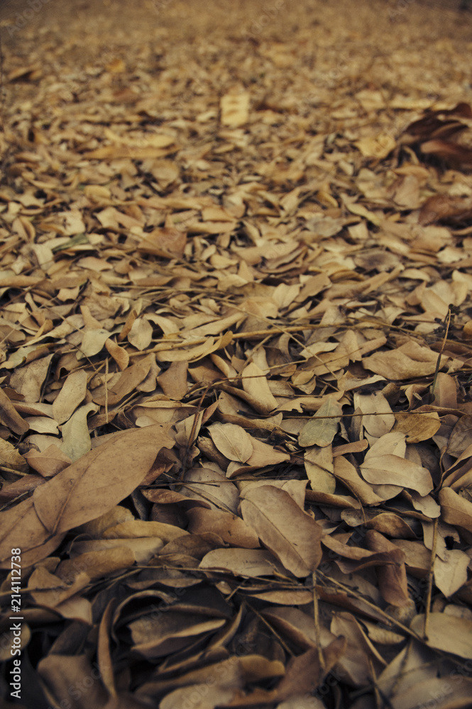 Dried Leaves On Ground Dried Leaves On Ground