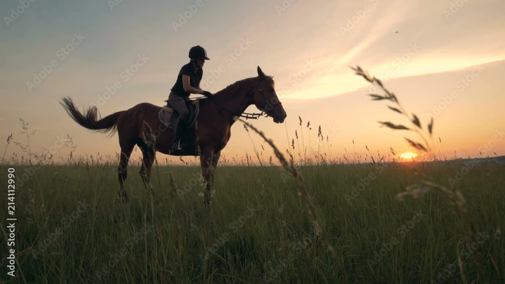 A woman on a horse outdoors. Female rider is on a horse in the field in the evening. A woman on a horse outdoors. Female rider is on a horse in the field in the evening.