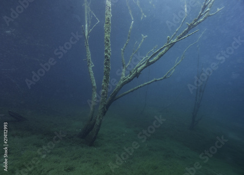 Tree in a lake under water like in a dream, Germany