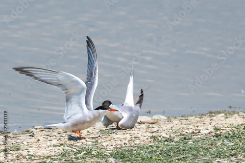 Tern mating