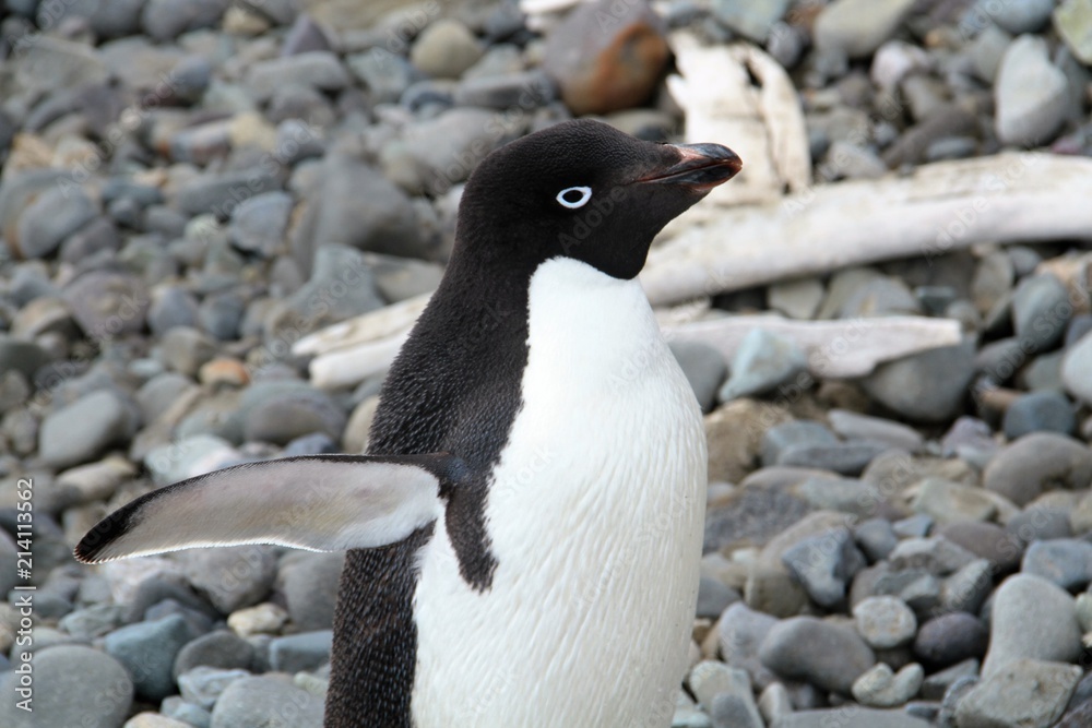 Fototapeta premium Blue Eyes Penguin