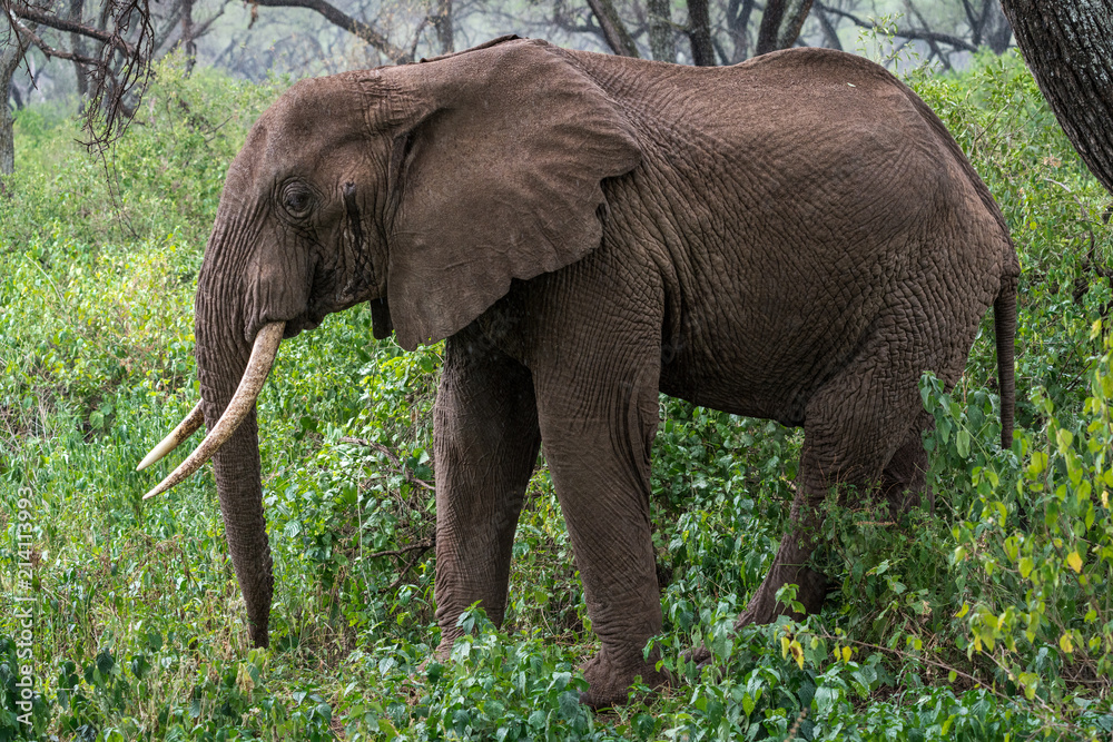 Elephant in the Jungle