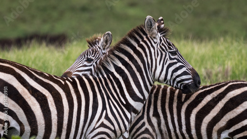 Back to Back Zebras
