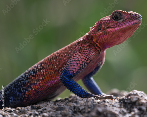 Colorful Agama Lizard
