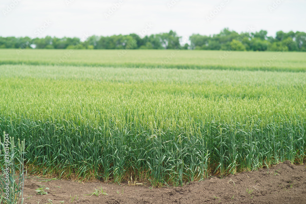 Winter wheat green Winter wheat green