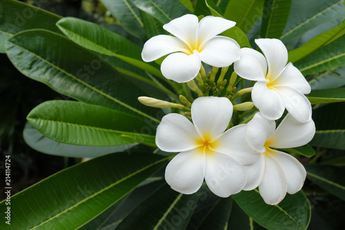 White frangipani flowers and green leaves