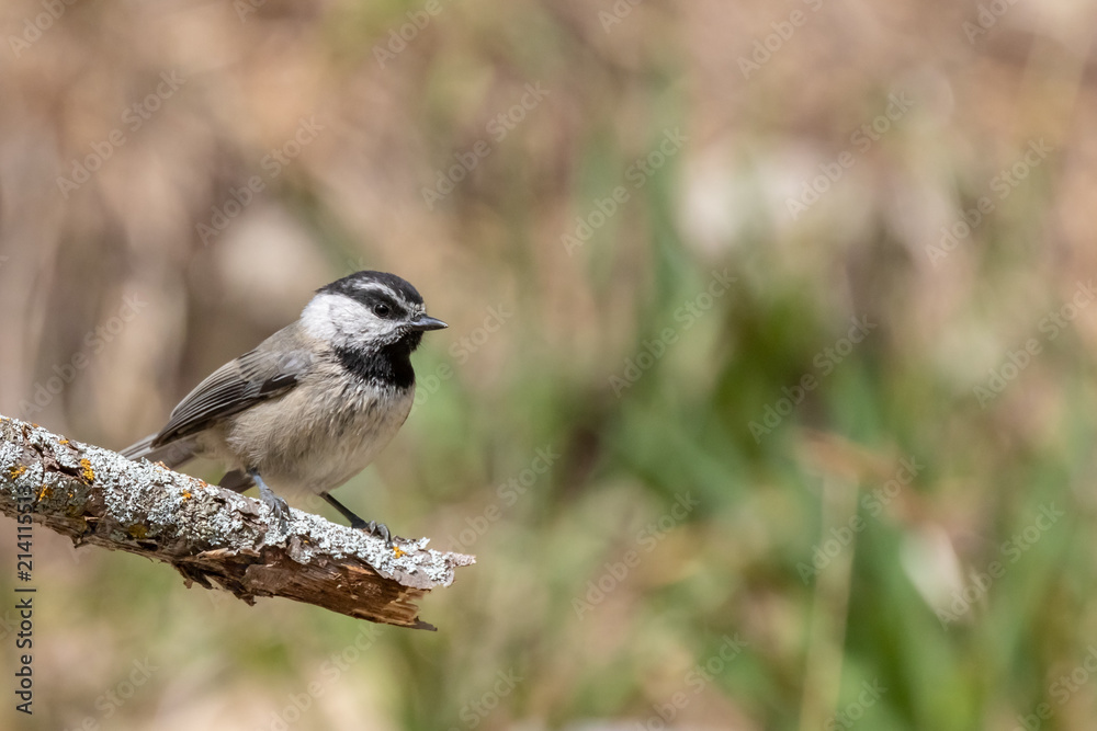 Mountain chickadee on branch at Capulin Spring, Sandia Mountains, New Mexico Mountain chickadee on branch at Capulin Spring, Sandia Mountains, New Mexico