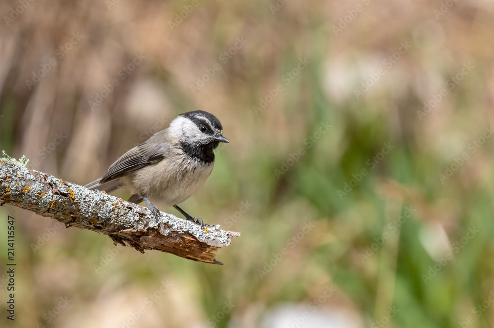 Fototapeta premium Mountain chickadee on branch at Capulin Spring, Sandia Mountains, New Mexico