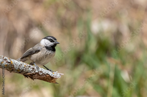 Mountain chickadee on branch at Capulin Spring, Sandia Mountains, New Mexico