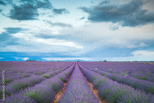 Lavender fields in France