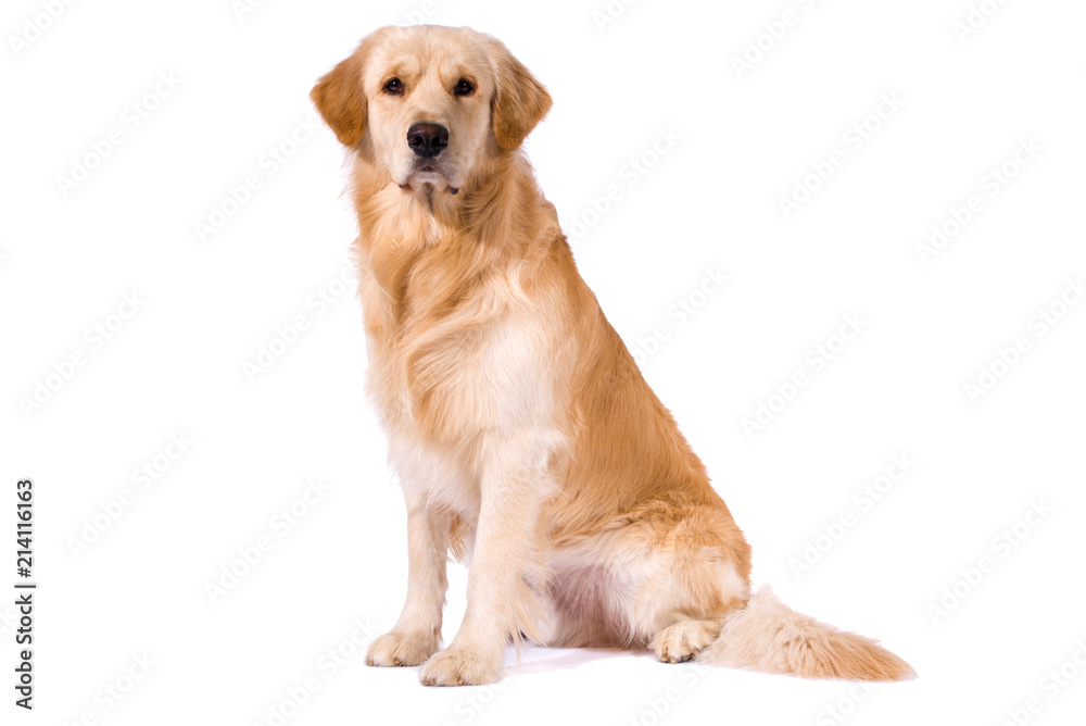 Purebred Golden Retriever sitting Purebred Golden Retriever sitting