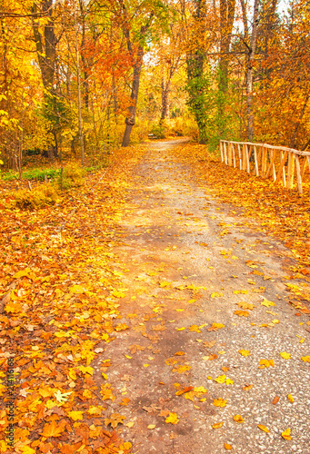 Road in the forest in autumn