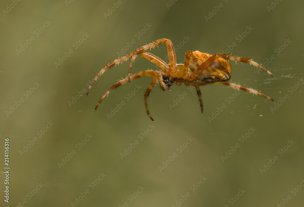 Spinne auf Netz Spinne auf Netz