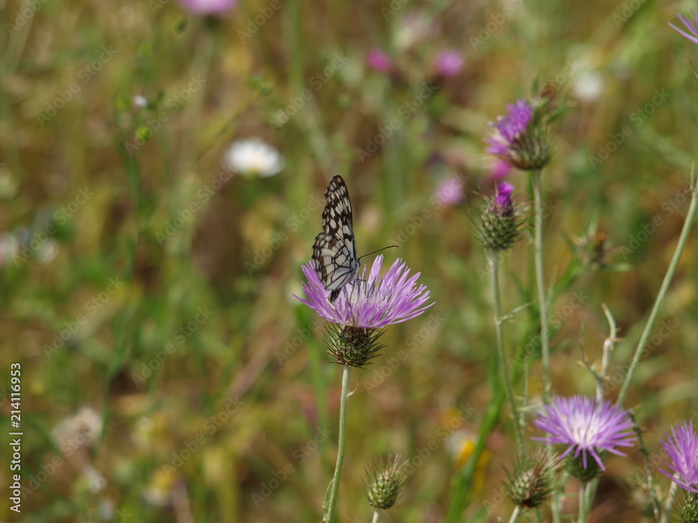 mariposa blanca y negra perfil cardo