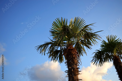 Palm against the blue sky on a sunny day