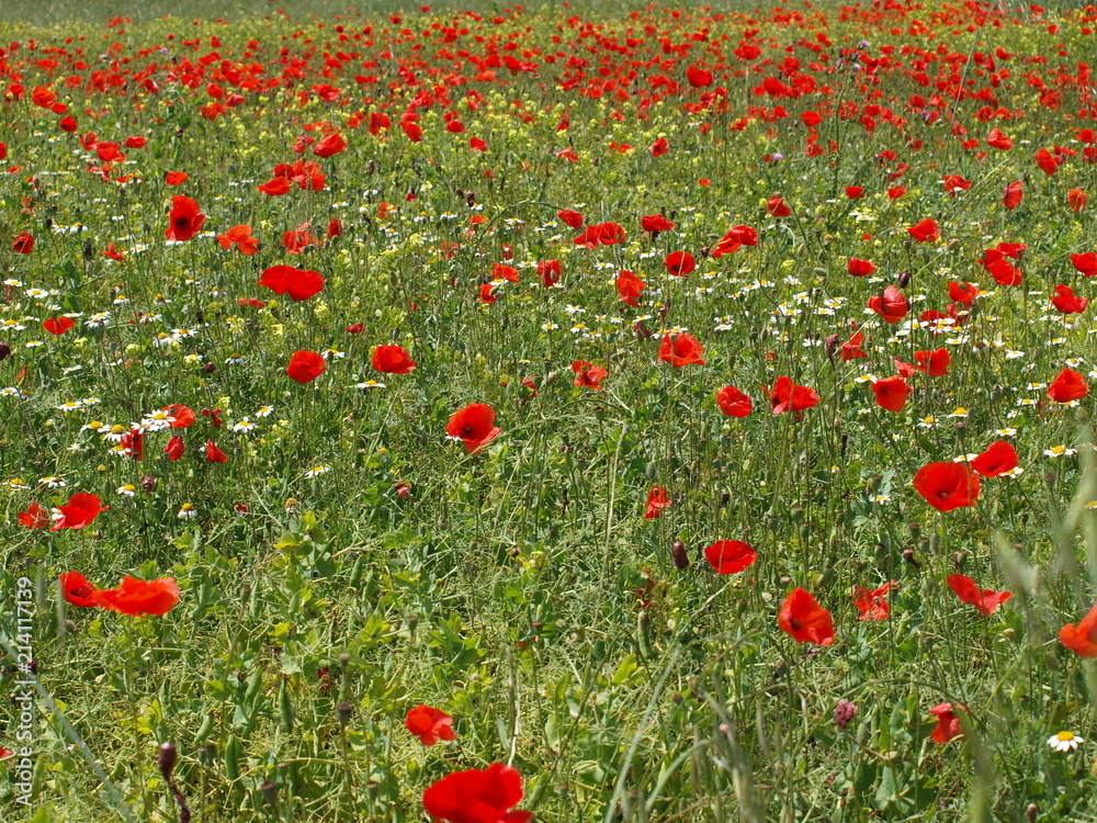 amapolas y margaritas