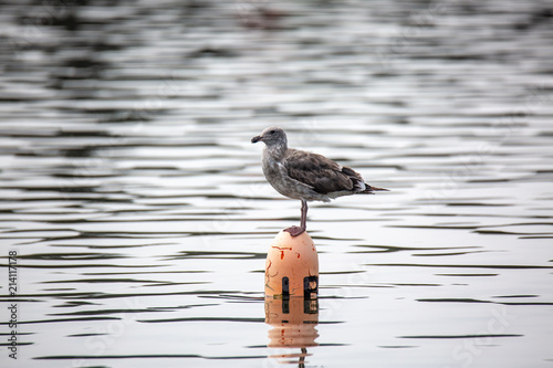 A segull perched on a boy in the middle of a lake during a hot summer afternoon photo