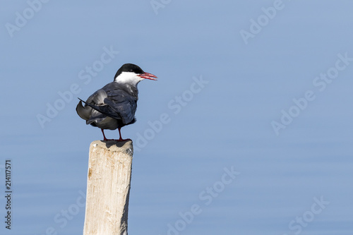 Primer plano de un ave fumarel cariblanco (Chlidonias hybridus) parado en un tronco con fondo de agua azul