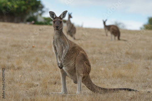 Western Grey Kangaroo, Macropus fuliginosus, photo was taken in Western Australia