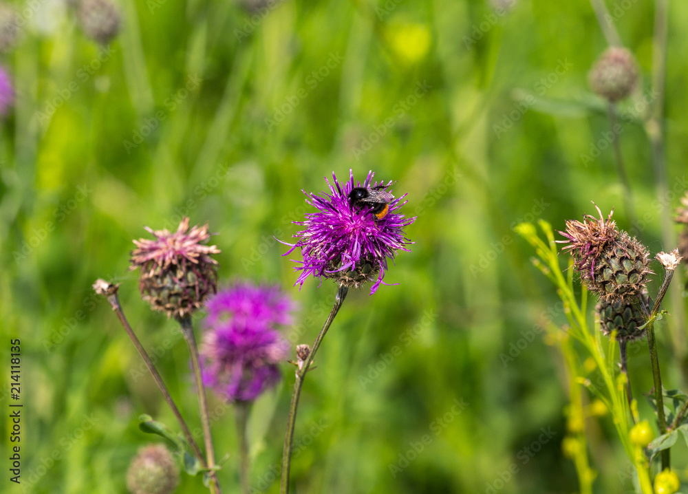 Centaurea scabiosa close up, macro Centaurea scabiosa close up, macro