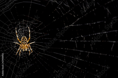 Spider on cobweb isolated on black background. © stone36
