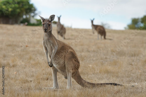 Western Grey Kangaroo, Macropus fuliginosus, photo was taken in Western Australia