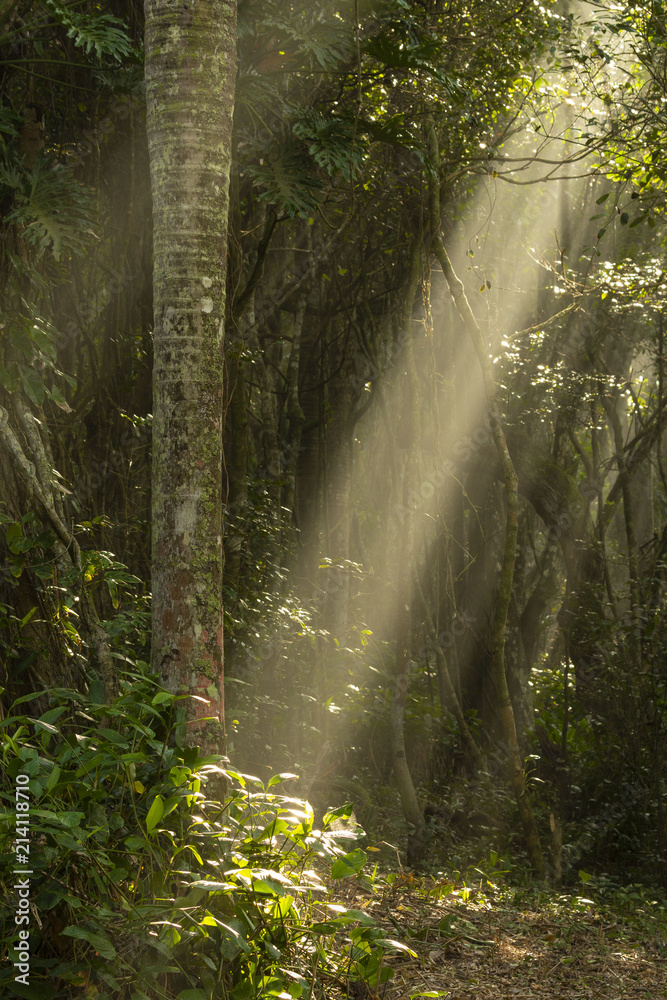 Fototapeta premium Mata Atlântica