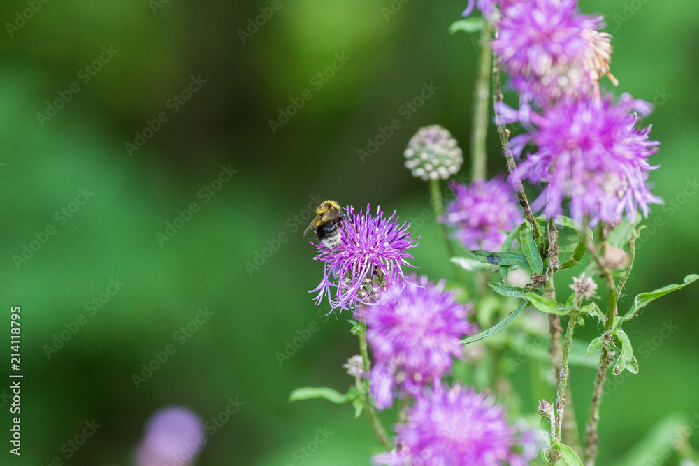 Centaurea scabiosa close up, macro