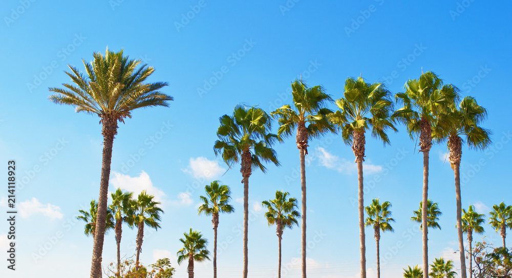 A row of high green palm trees tops