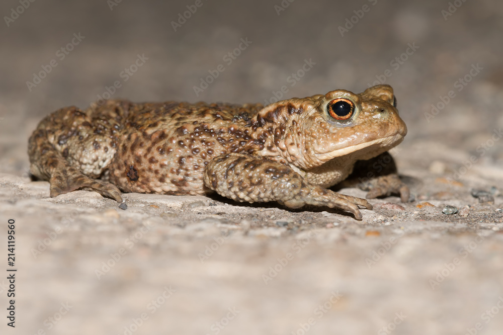 Common Toad (Bufo bufo)/Common Toad migrating across a road to breeding pond Common Toad (Bufo bufo)/Common Toad migrating across a road to breeding pond