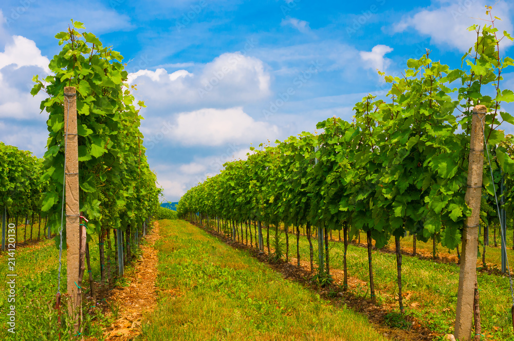 Beautiful landscape with summer vineyards