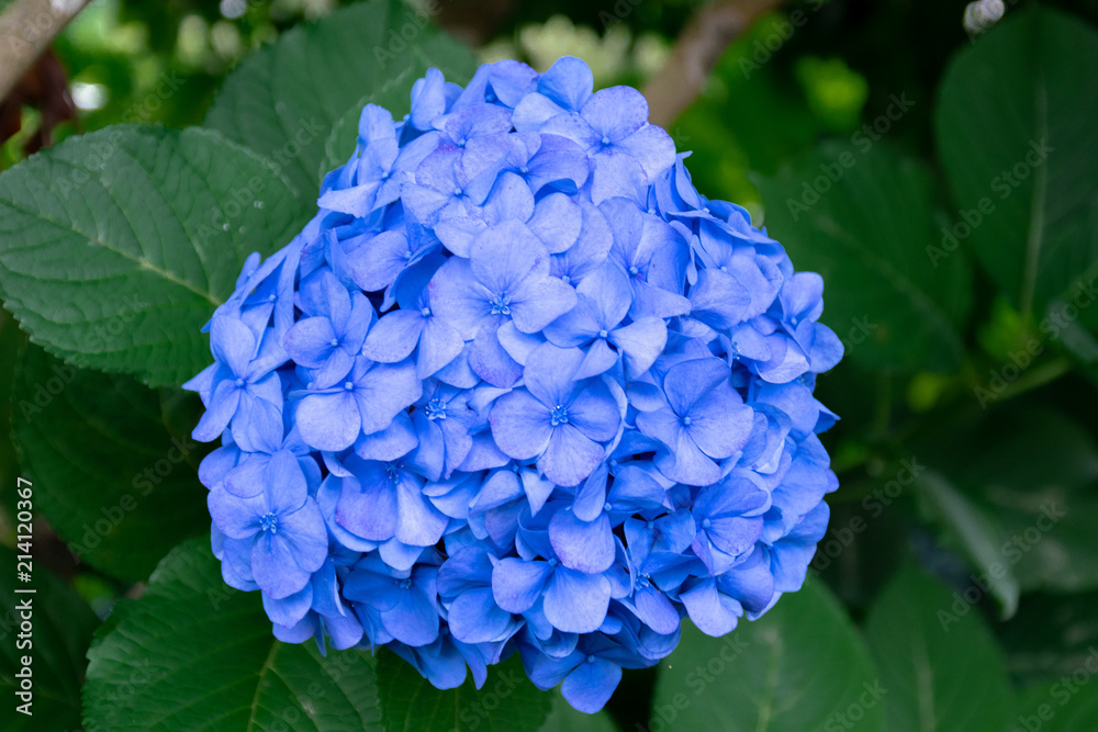 Blue hydrangea flower macro