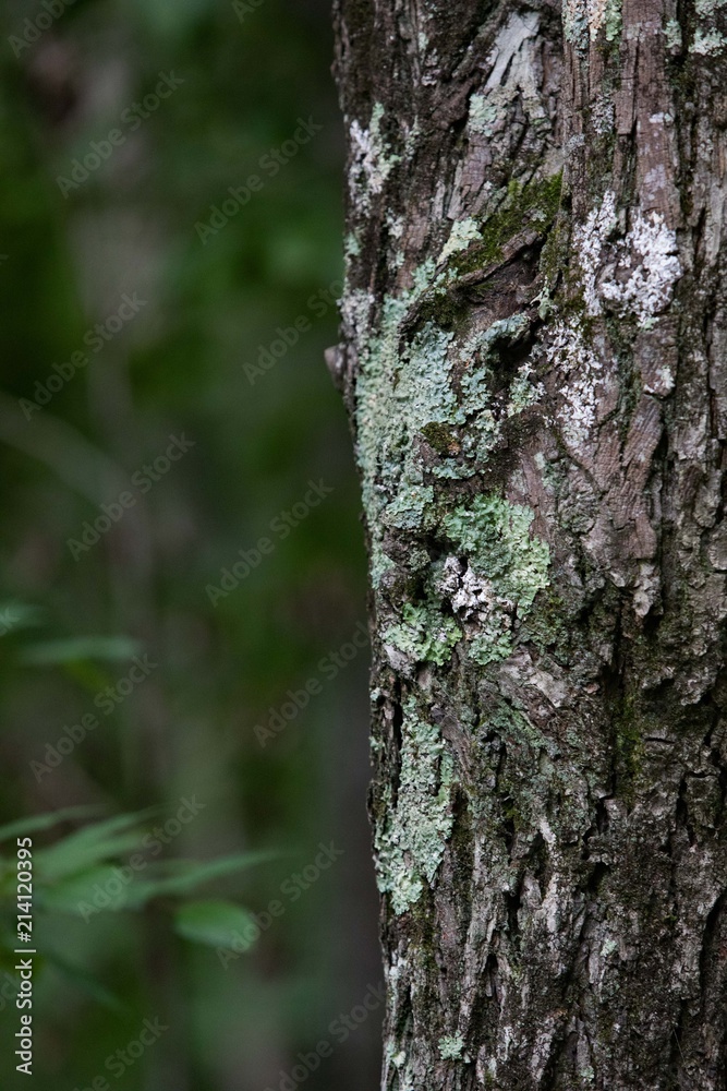 A big tree trunk in the Sharp's Ridge Memorial Park in Knoxville, Tennessee