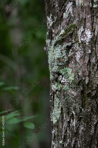 Fototapeta Naklejka Na Ścianę i Meble -  A big tree trunk in the Sharp's Ridge Memorial Park in Knoxville, Tennessee
