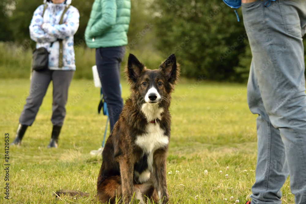 Young energetic dog on a walk. Puppies education, cynology, intensive training of young dogs. Walking dogs in nature. Young energetic dog on a walk. Puppies education, cynology, intensive training of young dogs. Walking dogs in nature.