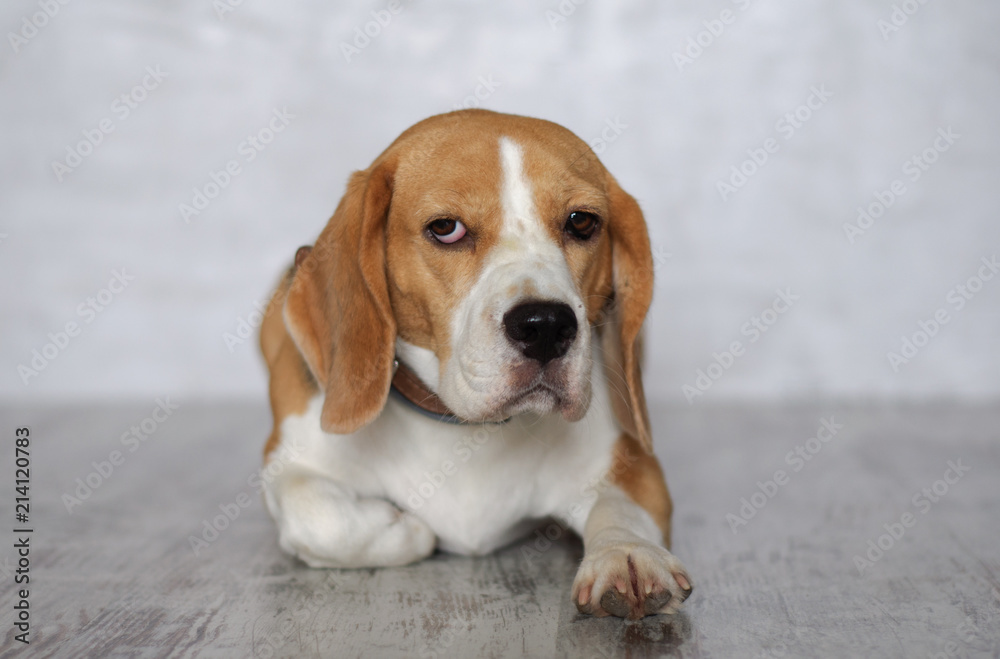 Beagle dog lying on the floor in the room
