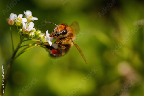 Bee on a white flower collecting pollen and gathering nectar to produce honey in the hive with copy space